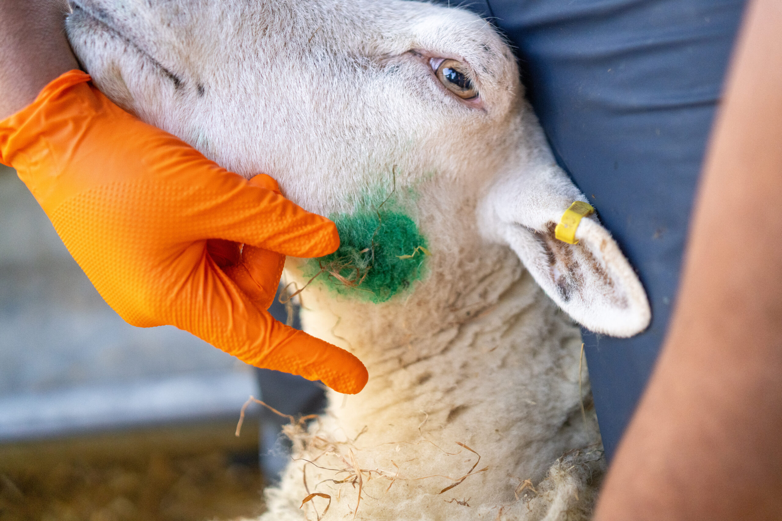 NoBACZ product applied to the face of a sheep